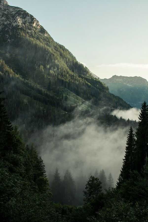 Jalan setapak di hutan dengan cahaya lembut